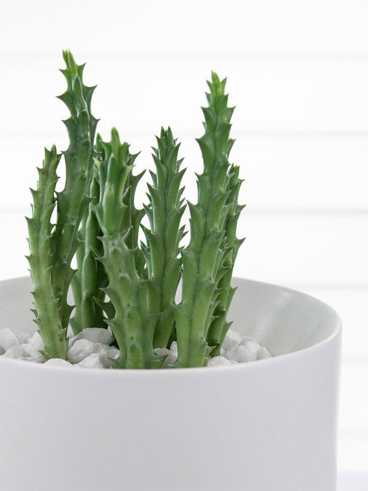 albertanglepot_small_white_lifestyle1_miljuu.com_1312-004