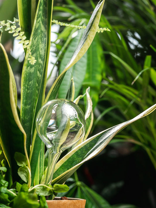 glasswateringbulb_large_setoftwo_lifestyle1_miljuu.com_1313-007